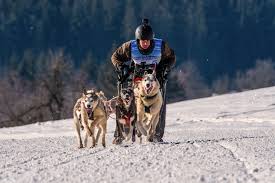 Things To Do Dog Sled Tour